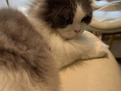 -飞行喵MR PILOT|猫舍·猫咖(静安大融城店)