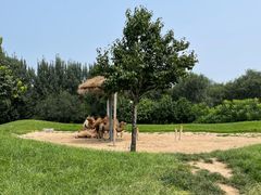 -北京野生动物园