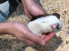 -怪兽屋·羊驼·猫咖·狗咖(俊华广场店)