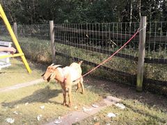 -前小桔亲子创意农场·草莓采摘·露营烧烤