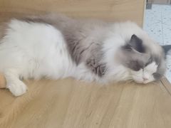 -滚猫咖啡·猫咖·猫友好撸猫(未来城店)