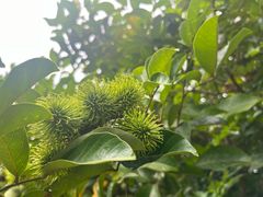 -中国科学院西双版纳热带植物园