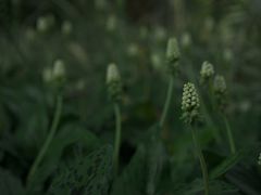-广西壮族自治区药用植物园
