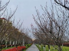 -高东镇樱花园
