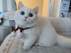 -欣宠猫屋·矮脚拿破仑·蓝金金渐层