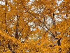 -腾爱熊猫咖啡生活馆(老东门店)