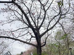 -佛山华盖山公园