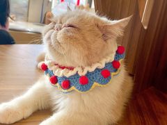 -飞行喵MR PILOT|猫舍·猫咖(静安大融城店)
