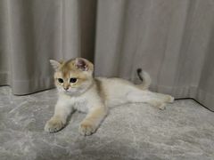 -lincat·猫舍(广州店)