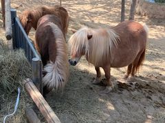 -石家庄市动物园