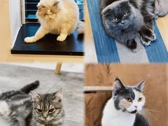 -楼上猫咖(罗湖店)
