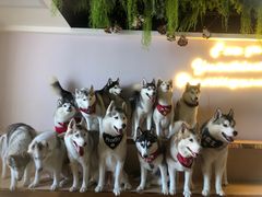 -Husky Go! 哈士奇体验馆·宠物咖啡厅狗咖