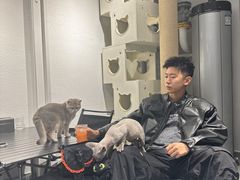 -琪喵猫屋·撸猫猫咖·猫舍