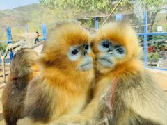 -大连森林动物园