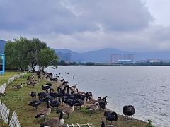 -长兴太湖图影湿地文化园