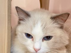 -猫咪派对(江南西店)