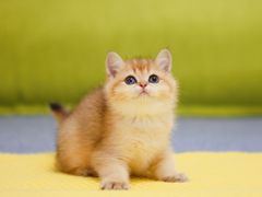 -Bastet sally猫舍购宠(静安店)