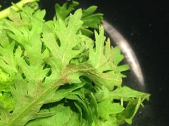 iphone_upload_pic-无饿不坐海鲜自助烤肉火锅餐厅(塘下镇亿嘉国际广场店)