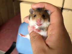 -钓仓鼠(洋桥北里小区店)