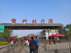 -曹州牡丹园