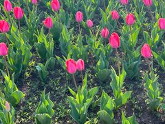 -长春公园(普阳街道)