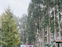 -桉树林A coffee 森林餐厅(三圣乡店)