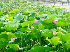 -荷塘月色湿地公园·向阳花洲