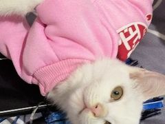 -芭比堂动物医院·犬猫全科·异宠专科(雁塔分院)