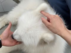 -星多哈·狗咖·拼豆·咖啡