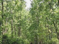 -合肥滨湖国家森林公园