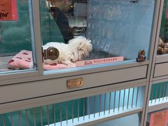 -FAELING PETS美天灵宠物(合生汇店)