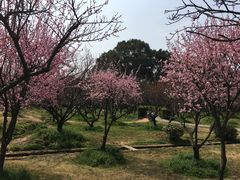 -香雪海