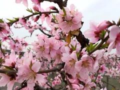 -樂桃源奉贤黄桃种植采摘基地