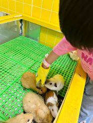 -神奇动物撸宠馆·羊驼·小浣熊·异宠(豫园店)