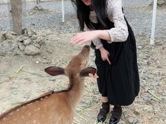 -鹿境梅花鹿生态园区