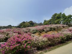 -广州市石门国家森林公园