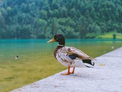 -柯尼希湖
