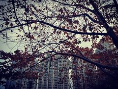 -西北湖绿化广场