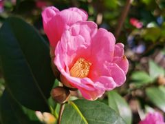 -上海滨江森林公园