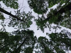 -东平国家森林公园