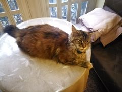 -猫色咖啡·猫咖