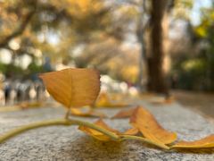 -三里屯东五街银杏大道
