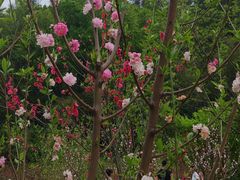-常德桃花源景区