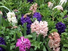 iphone_upload_pic-上海鲜花港