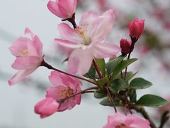 -径山花海