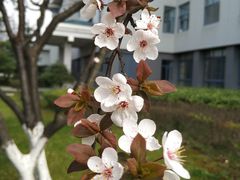 -东南大学(九龙湖校区)