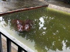 -东莞香市动物园