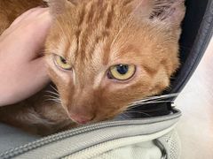 -汪喵宠物医院·骨科心脏影像·犬猫急重症ICU诊疗中心(成华分院)