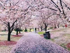 -顾村公园