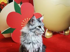 -猫小院猫主题餐厅(三里屯店)